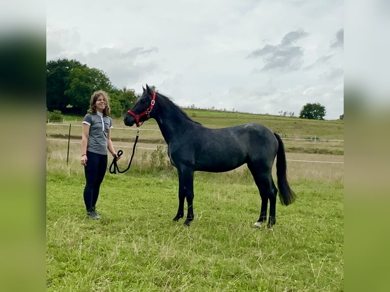 Connemara Hongre 3 Ans 144 cm Rouan Bleu in Lisberg