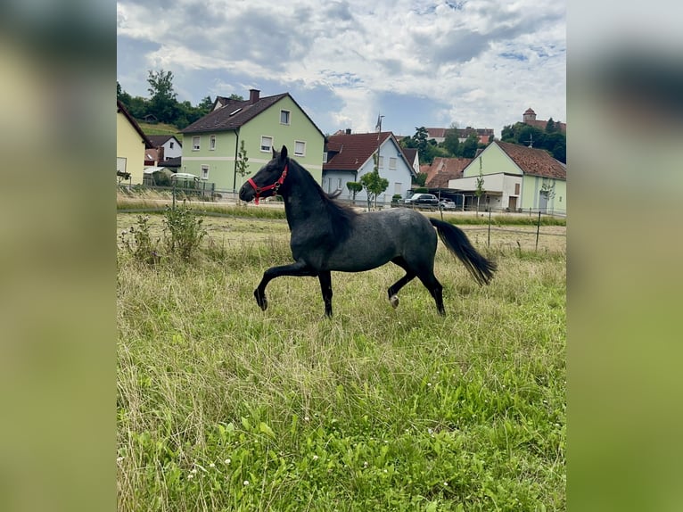 Connemara Hongre 3 Ans 144 cm Rouan Bleu in Lisberg