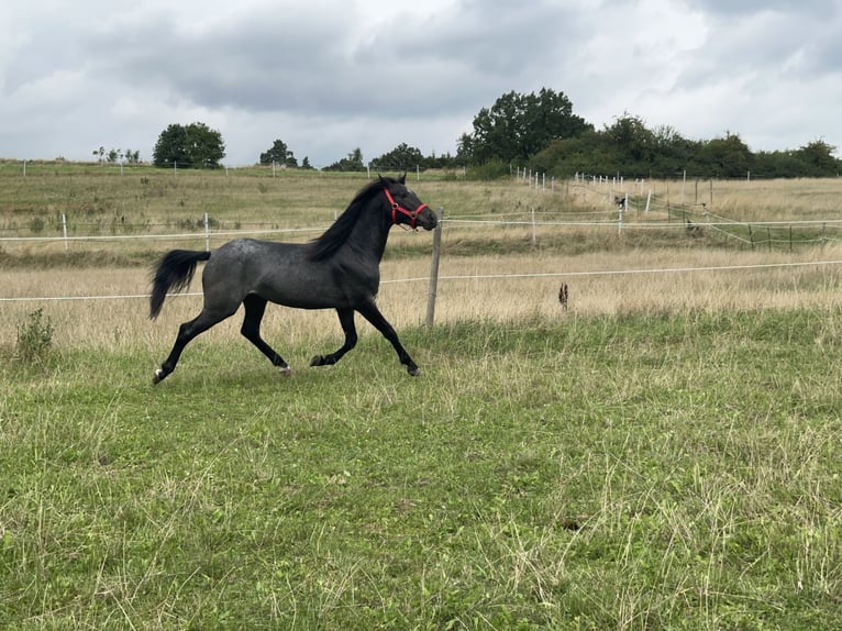 Connemara Hongre 3 Ans 144 cm Rouan Bleu in Lisberg