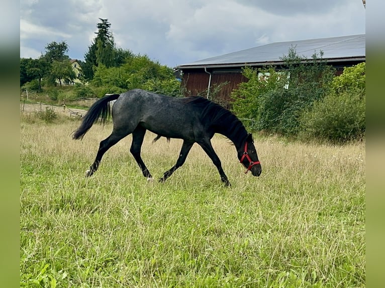 Connemara Hongre 3 Ans 144 cm Rouan Bleu in Lisberg