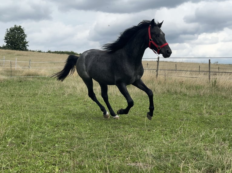 Connemara Hongre 3 Ans 144 cm Rouan Bleu in Lisberg
