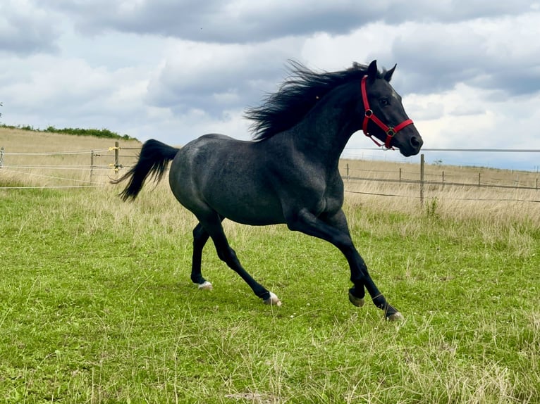 Connemara Hongre 3 Ans 144 cm Rouan Bleu in Lisberg