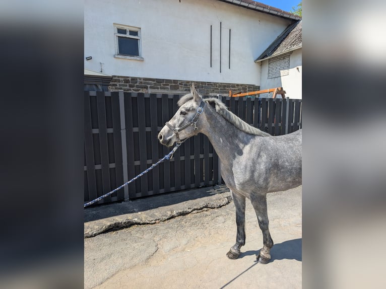 Connemara Hongre 3 Ans 144 cm Rouan bleu in Morsbach