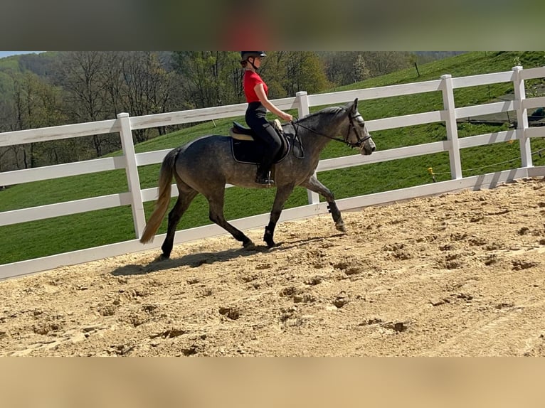 Connemara Hongre 3 Ans 144 cm Rouan bleu in Morsbach