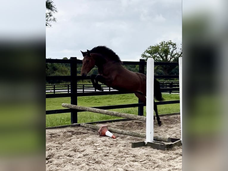 Connemara Hongre 3 Ans 145 cm Bai cerise in Ireland