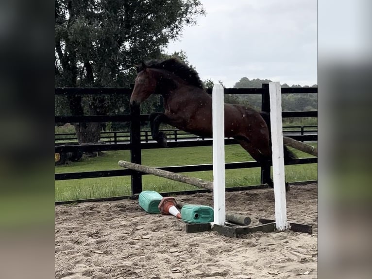 Connemara Hongre 3 Ans 145 cm Bai cerise in Ireland