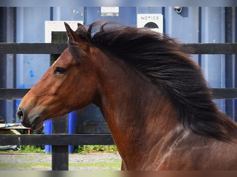 Connemara Hongre 3 Ans 145 cm Bai cerise in Ireland