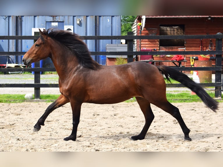 Connemara Hongre 3 Ans 145 cm Bai cerise in Ireland