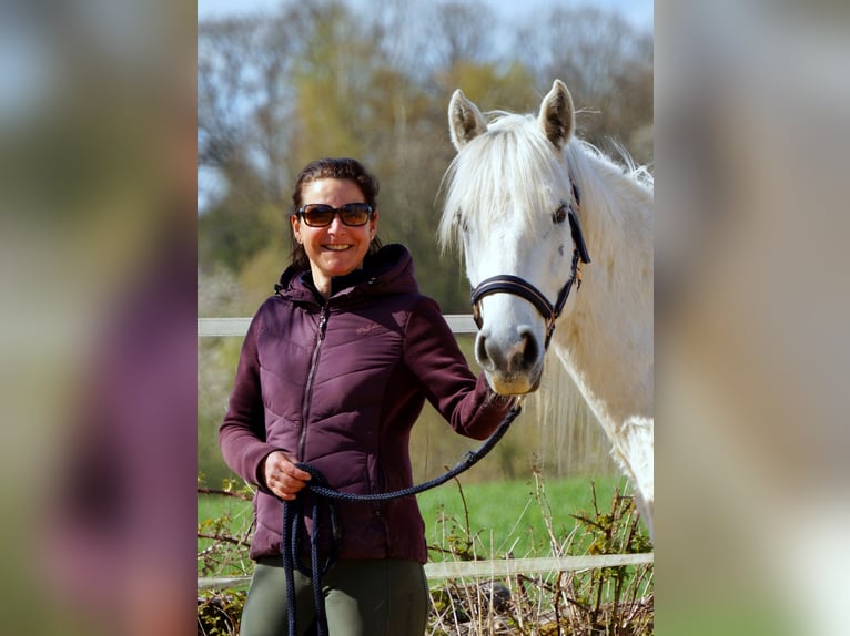 Connemara Hongre 3 Ans 145 cm Gris in Laubach