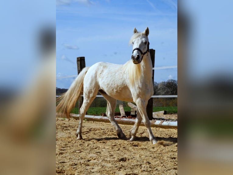 Connemara Hongre 3 Ans 145 cm Gris in Laubach