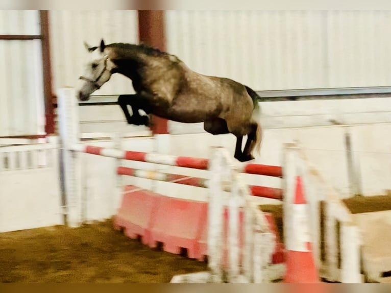 Connemara Hongre 3 Ans 145 cm Gris in Mountrath