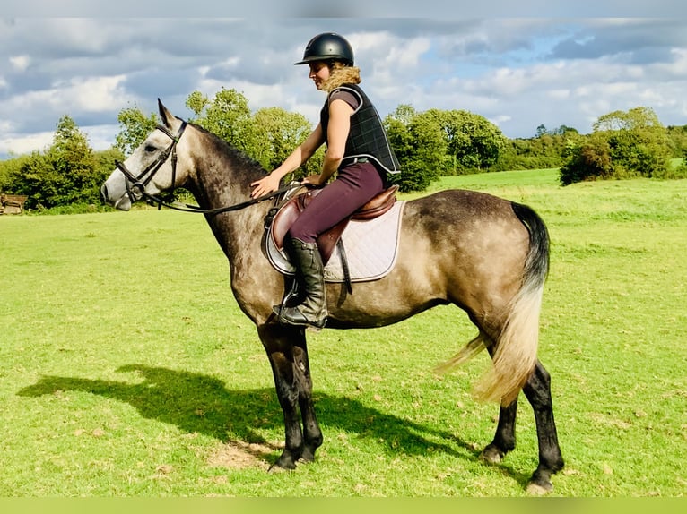 Connemara Hongre 3 Ans 145 cm Gris in Mountrath