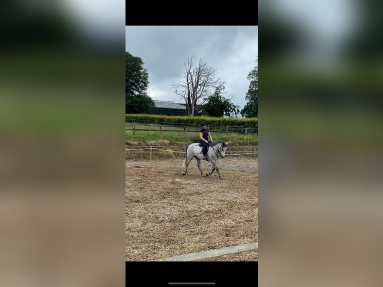 Connemara Hongre 3 Ans 146 cm Gris in Tipperary