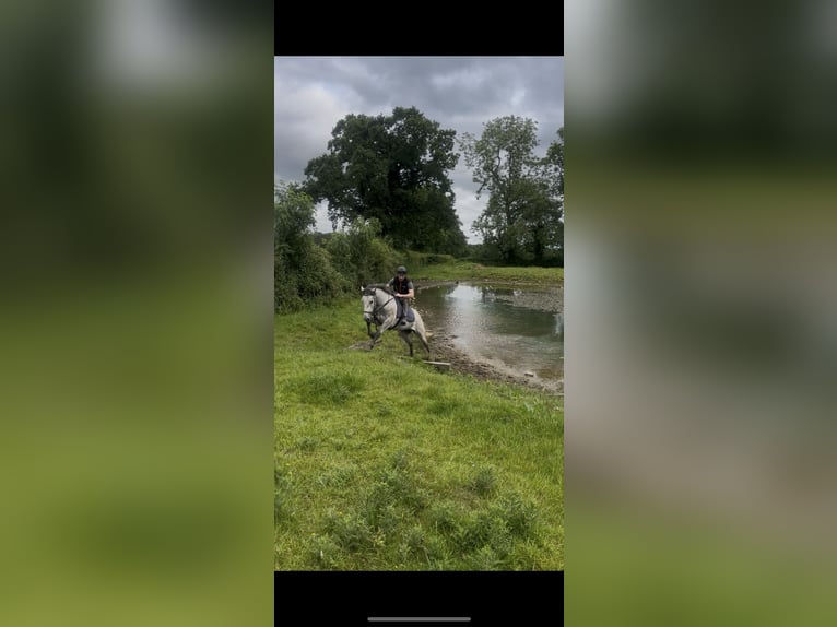 Connemara Hongre 3 Ans 146 cm Gris in Tipperary