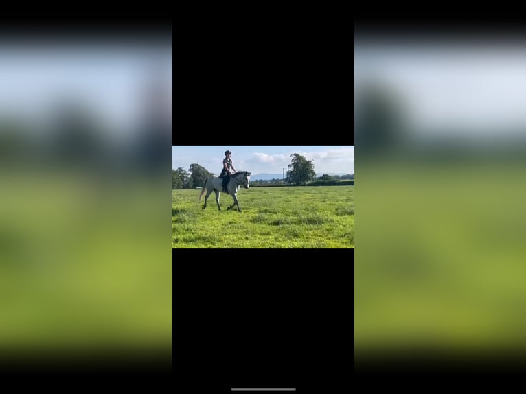 Connemara Hongre 3 Ans 146 cm Gris in Tipperary