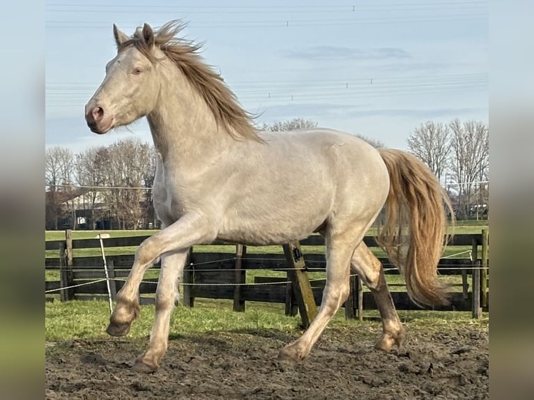 Connemara Hongre 3 Ans 147 cm Cremello in Zwartewaal