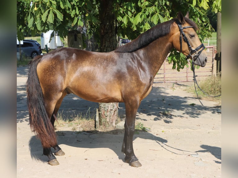 Connemara Hongre 3 Ans 147 cm Isabelle in Uelsen