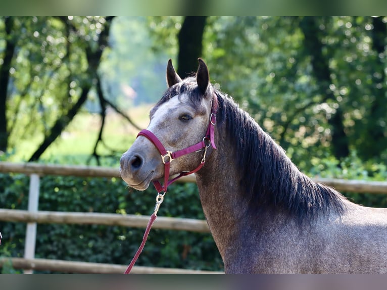 Connemara Hongre 3 Ans 148 cm Gris in Greding