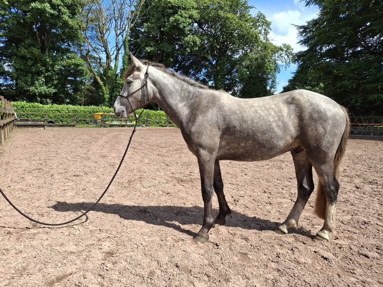 Connemara Hongre 3 Ans 148 cm Gris in Galway