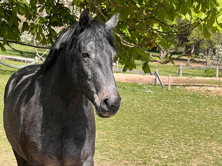 Connemara Hongre 3 Ans 148 cm Gris noir in Boppard