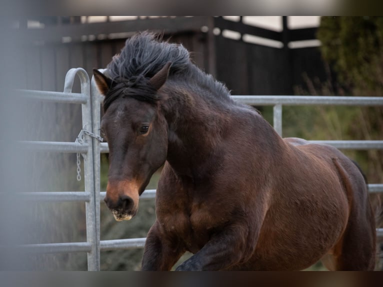 Connemara Croisé Hongre 3 Ans 150 cm Bai in Münstermaifeld