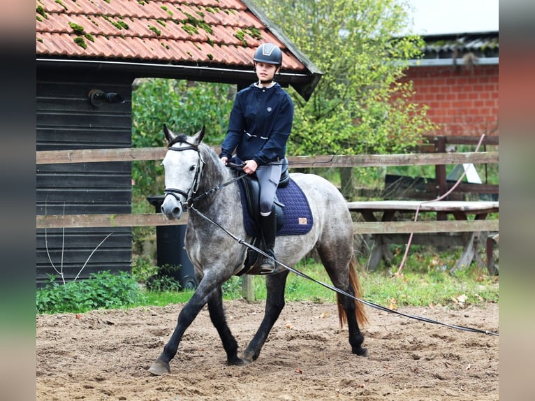 Connemara Hongre 3 Ans 150 cm Gris (bai-dun) in uelsen