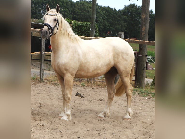Connemara Croisé Hongre 3 Ans Palomino in Uelsen