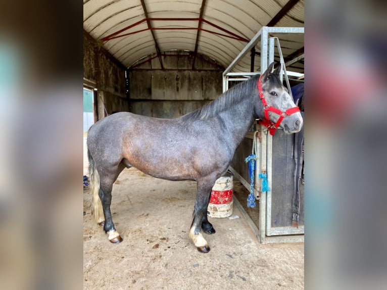 Connemara Hongre 4 Ans 138 cm Gris noir in Sligo