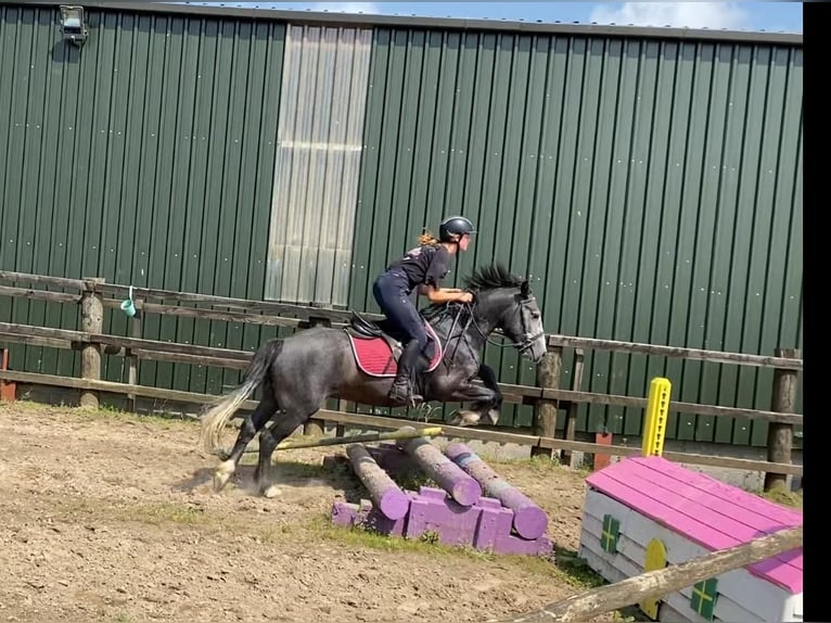 Connemara Hongre 4 Ans 138 cm Gris noir in Sligo