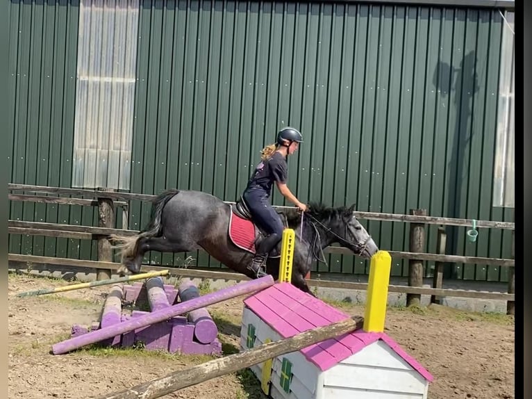 Connemara Hongre 4 Ans 138 cm Gris noir in Sligo