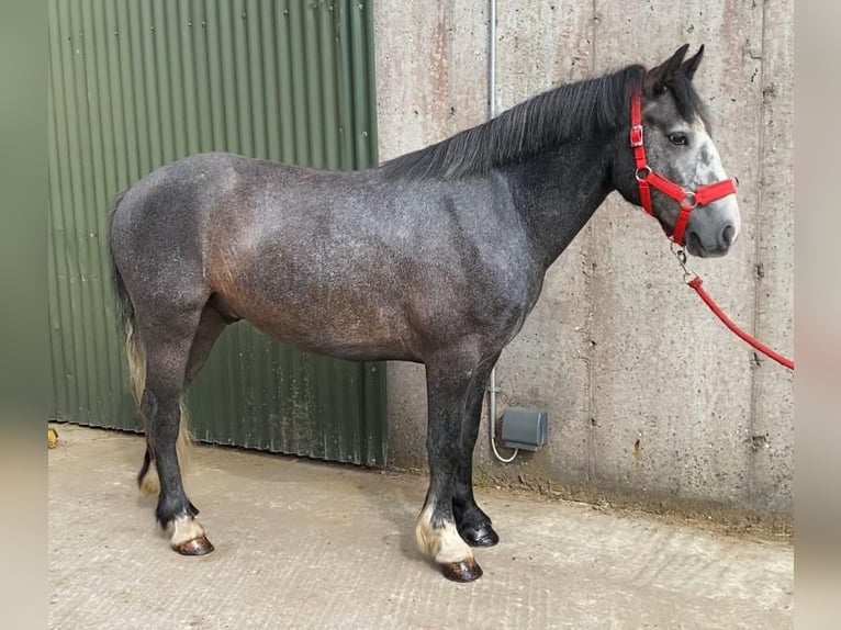 Connemara Hongre 4 Ans 138 cm Gris noir in Sligo