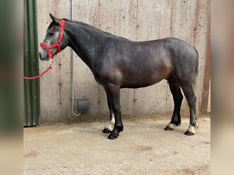Connemara Hongre 4 Ans 138 cm Gris noir in Sligo