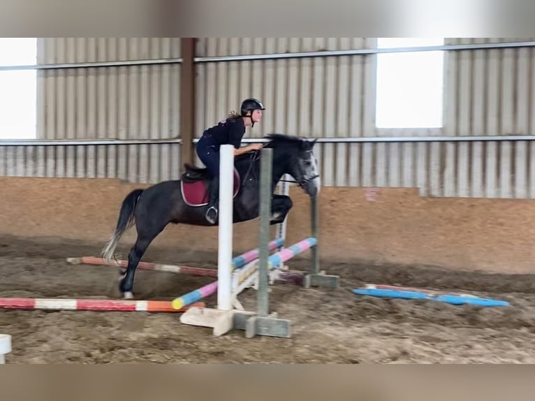 Connemara Hongre 4 Ans 138 cm Gris noir in Sligo