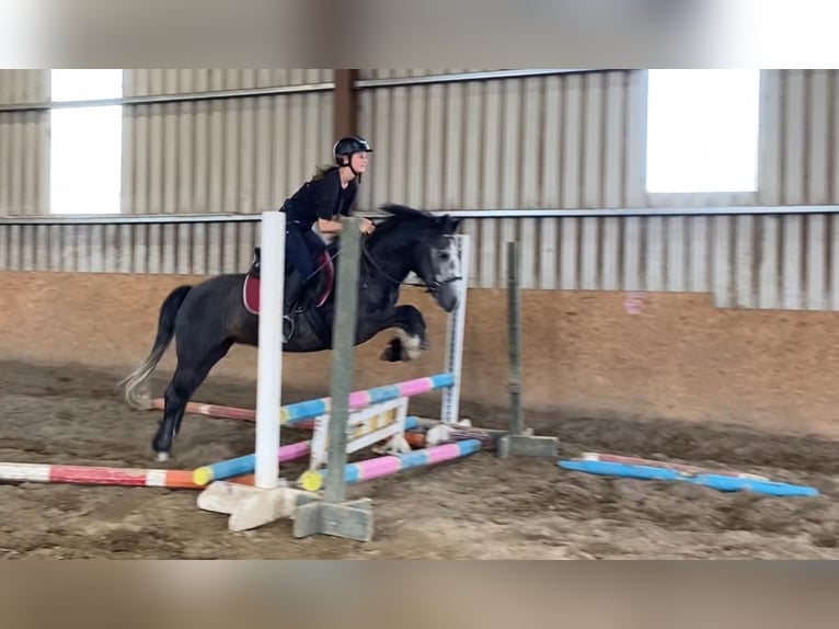 Connemara Hongre 4 Ans 138 cm Gris noir in Sligo