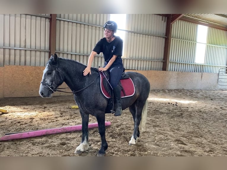 Connemara Hongre 4 Ans 138 cm Gris noir in Sligo