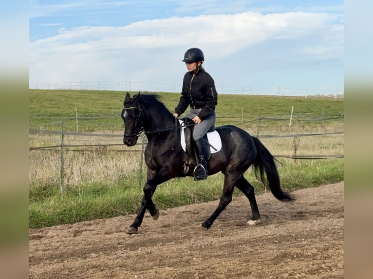 Connemara Hongre 4 Ans 139 cm Rouan Bleu in Lisberg
