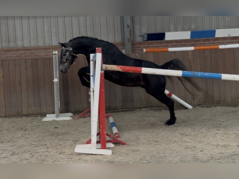 Connemara Hongre 4 Ans 142 cm Gris in Zieuwent