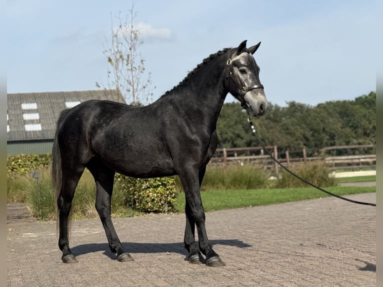 Connemara Hongre 4 Ans 142 cm Gris in Zieuwent