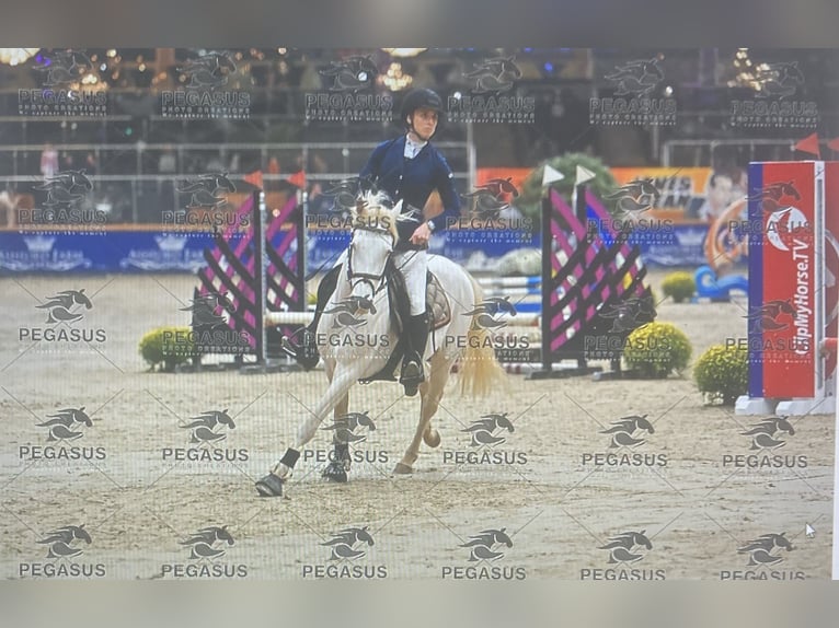 Connemara Hongre 4 Ans 145 cm Cremello in Liège