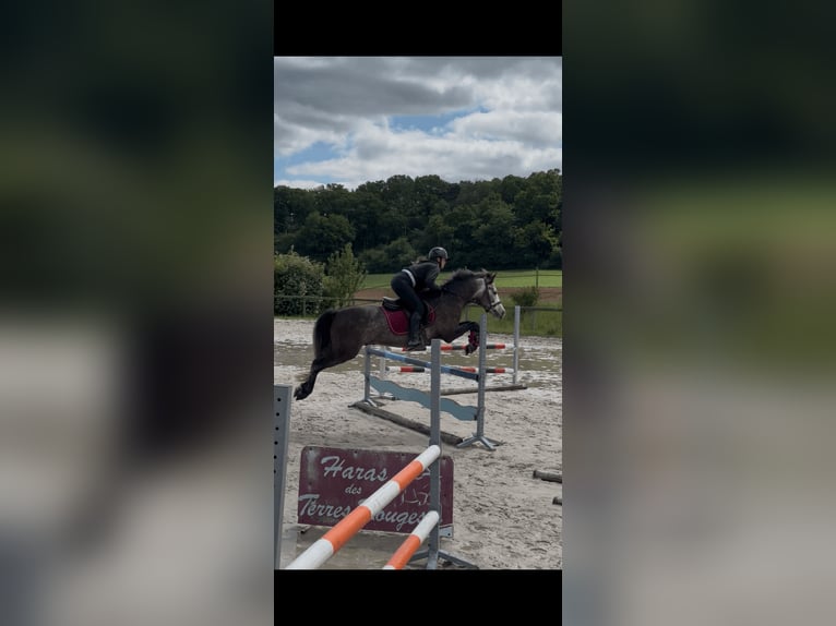 Connemara Hongre 4 Ans 145 cm Gris in Mittainville