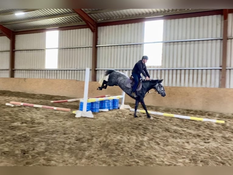 Connemara Hongre 4 Ans 145 cm Gris in Sligo