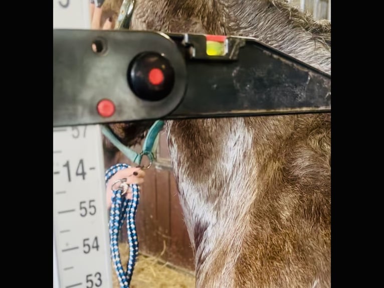 Connemara Hongre 4 Ans 145 cm Isabelle in Mountrath