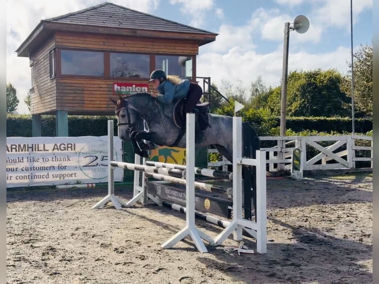 Connemara Hongre 4 Ans 146 cm Gris pommelé in Mountrath, Co. Laois