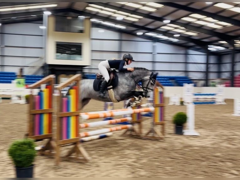Connemara Hongre 4 Ans 146 cm Gris pommelé in Mountrath, Co. Laois