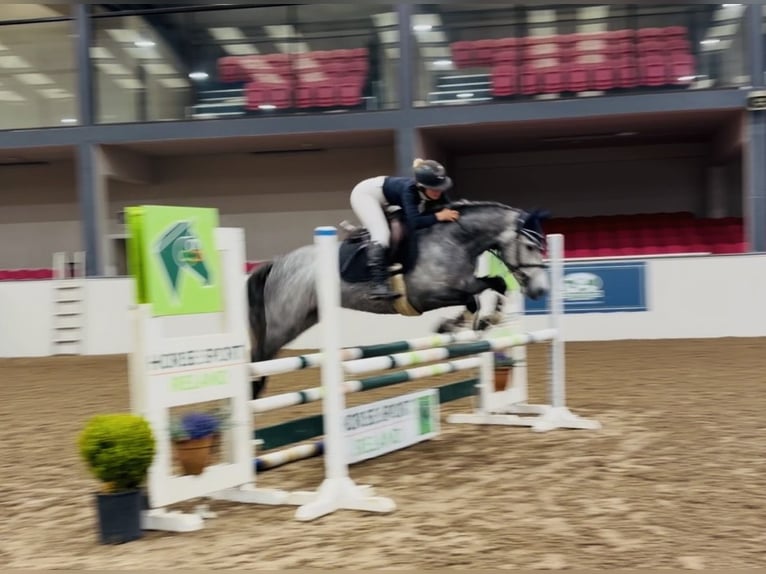 Connemara Hongre 4 Ans 146 cm Gris pommelé in Mountrath, Co. Laois