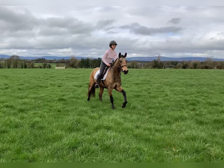 Connemara Hongre 4 Ans 146 cm Isabelle in Mountrath