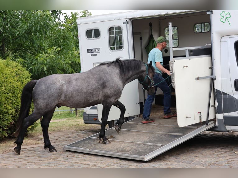 Connemara Hongre 4 Ans 146 cm Roan-Bay in Boppard