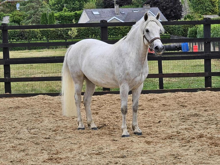 Connemara Hongre 4 Ans 148 cm Gris in Münster