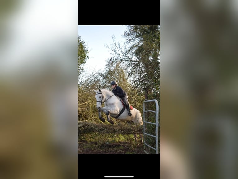 Connemara Hongre 4 Ans 148 cm Gris in Sligo