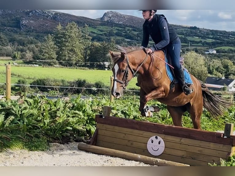 Connemara Hongre 4 Ans 148 cm Gris noir in Sligo